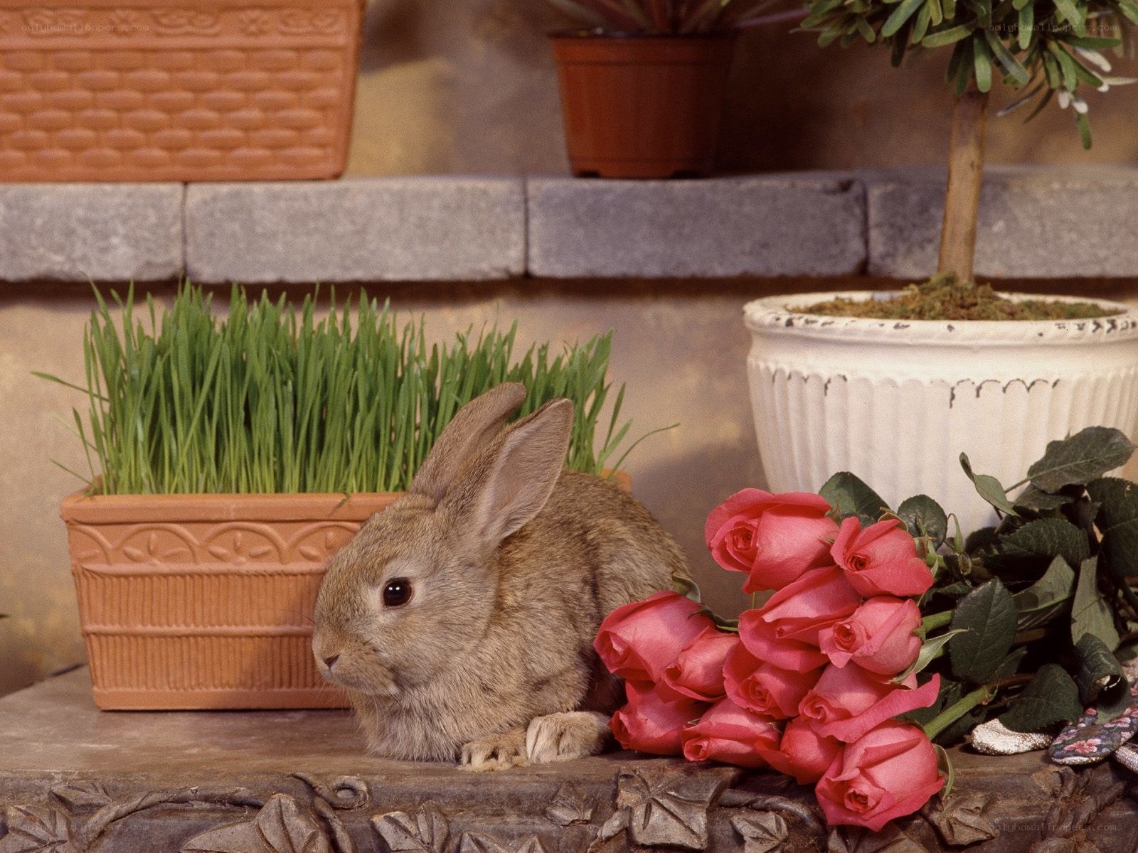 Rabbit with roses and grass