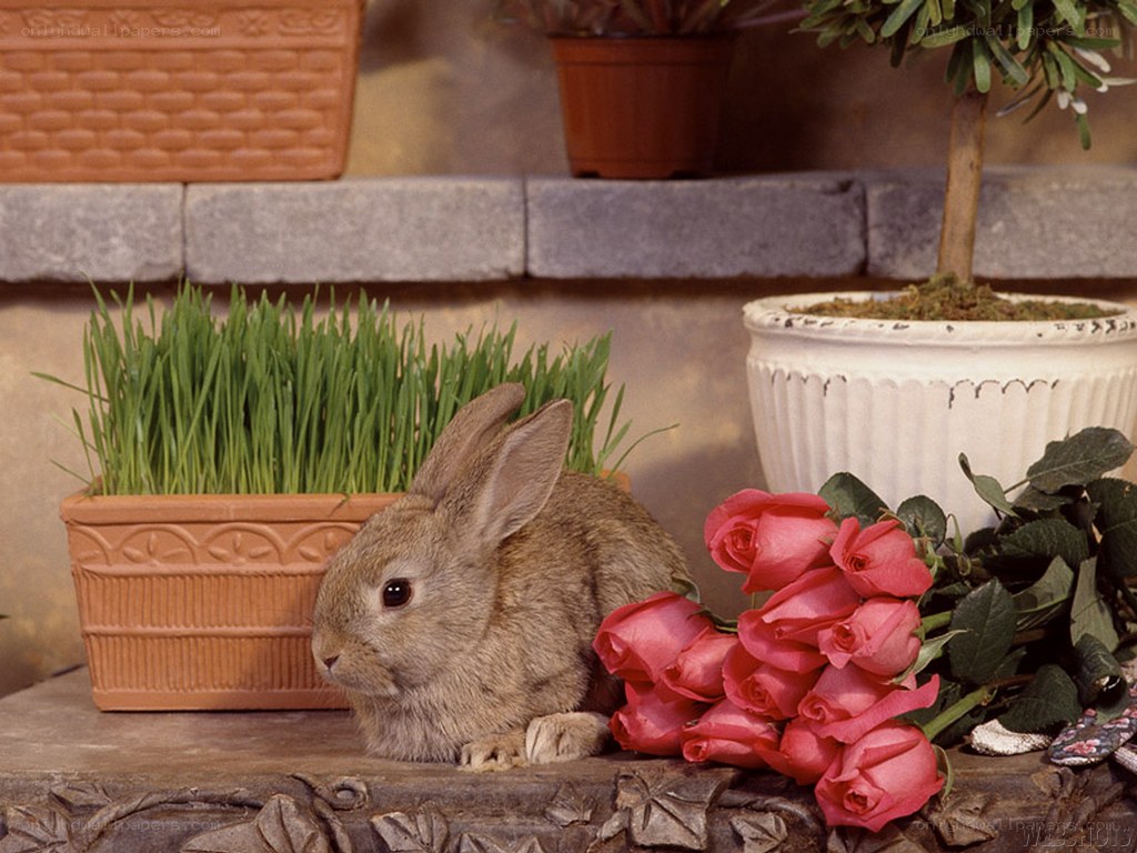 rabbit with roses and grass