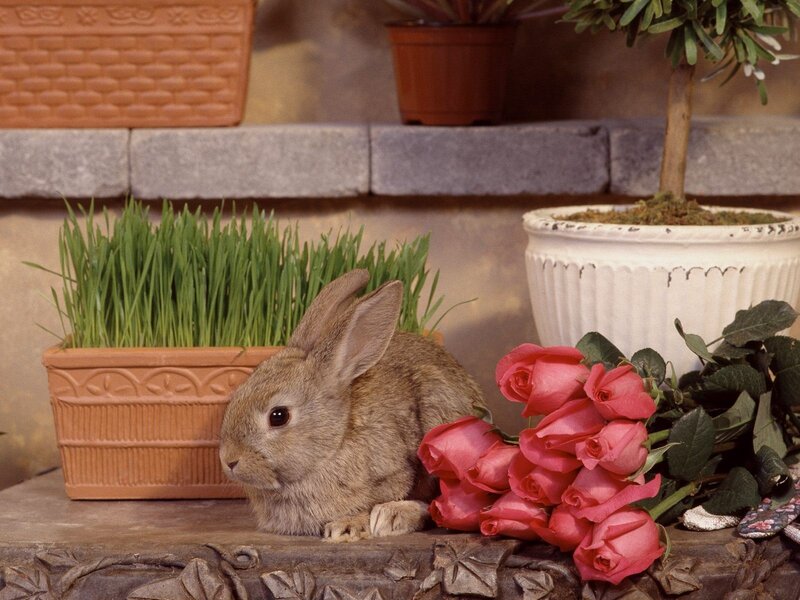 rabbit with roses and grass