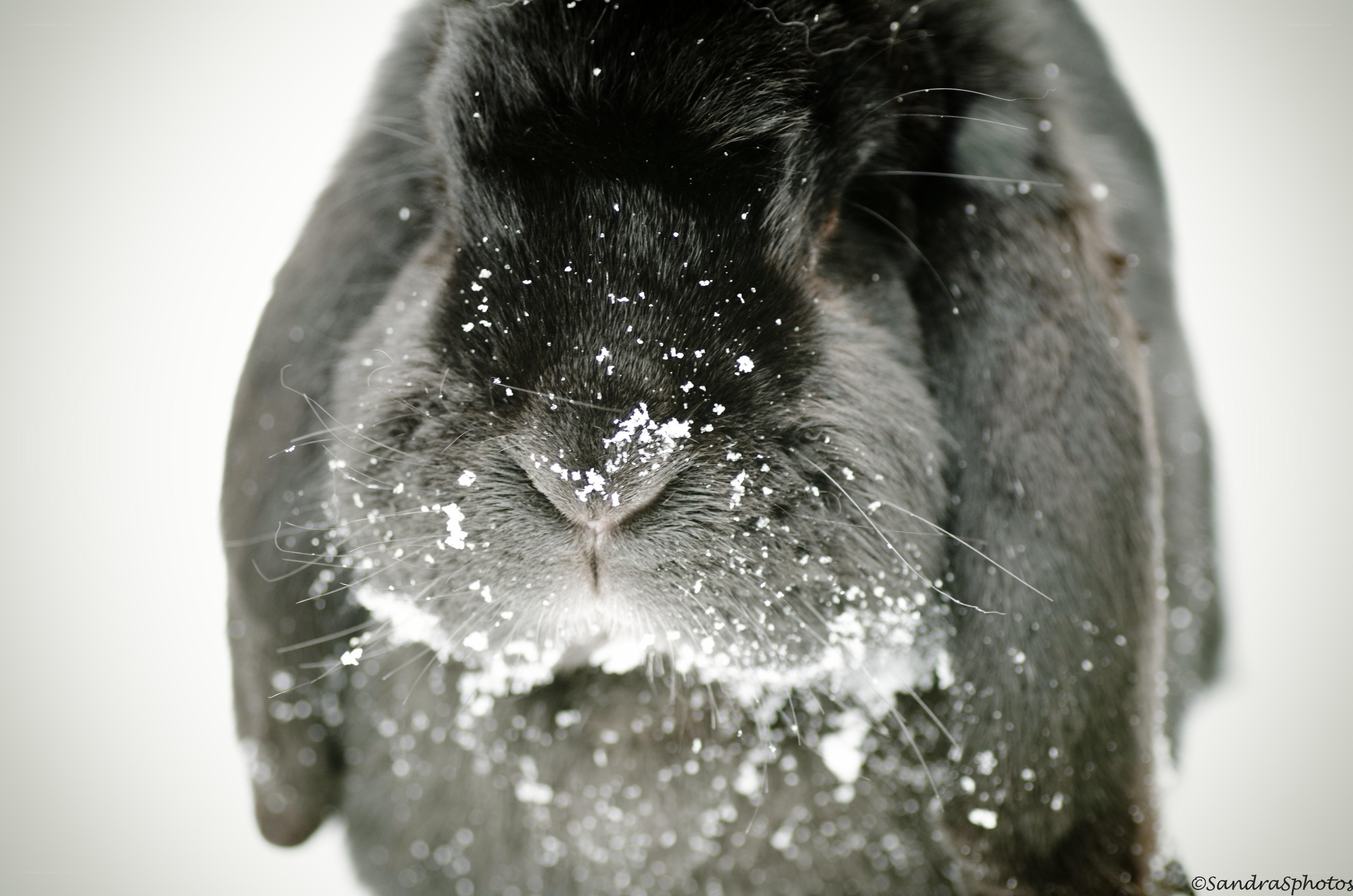 rabbit with snow on face