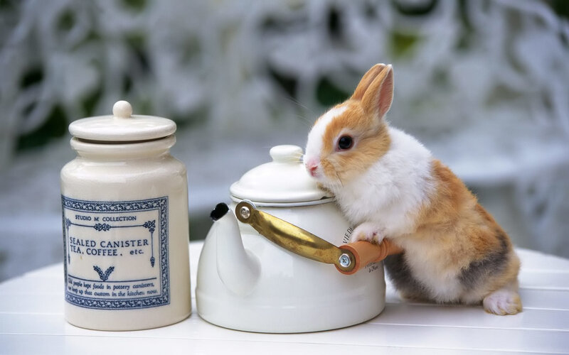 rabbit with teapot and canister