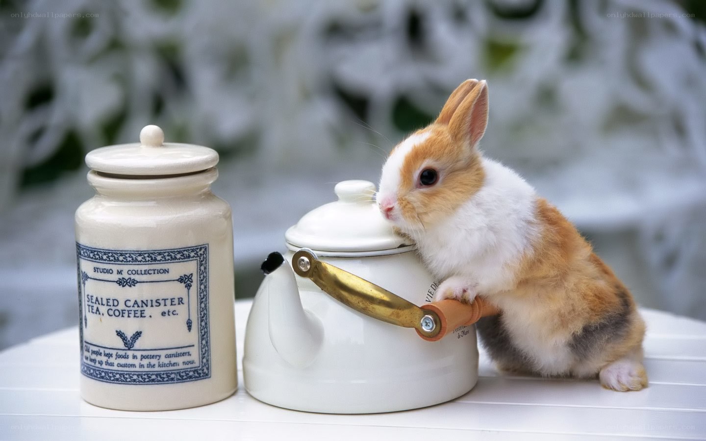 rabbit with teapot and canister