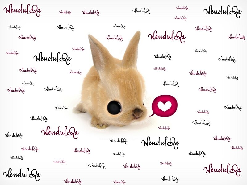 Rabbit with text background