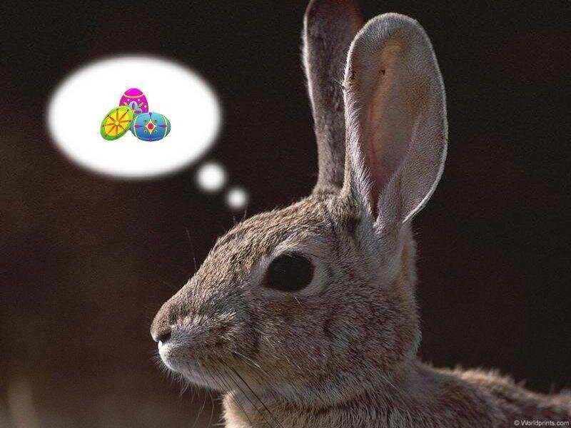 Rabbit with Thought Bubble