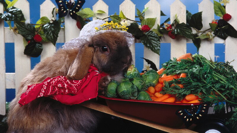 rabbit with vegetables and hat