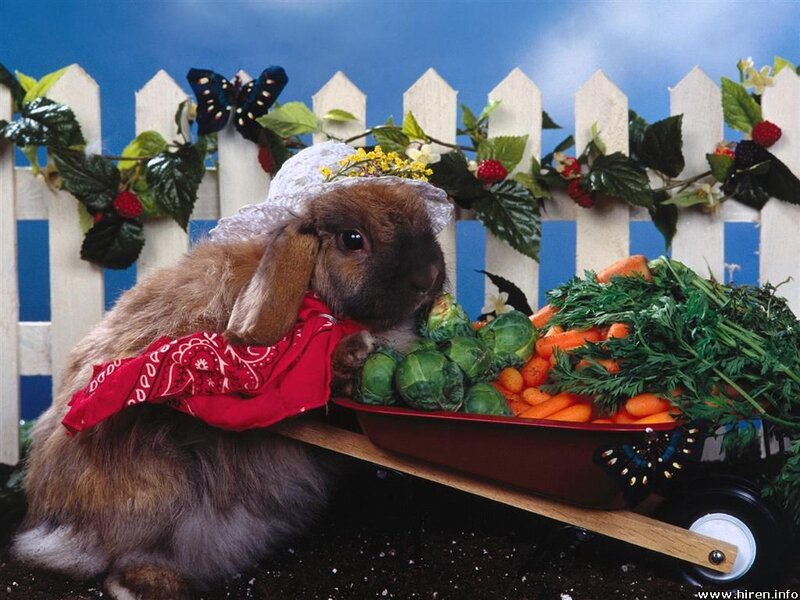 Rabbit with vegetables in a cart
