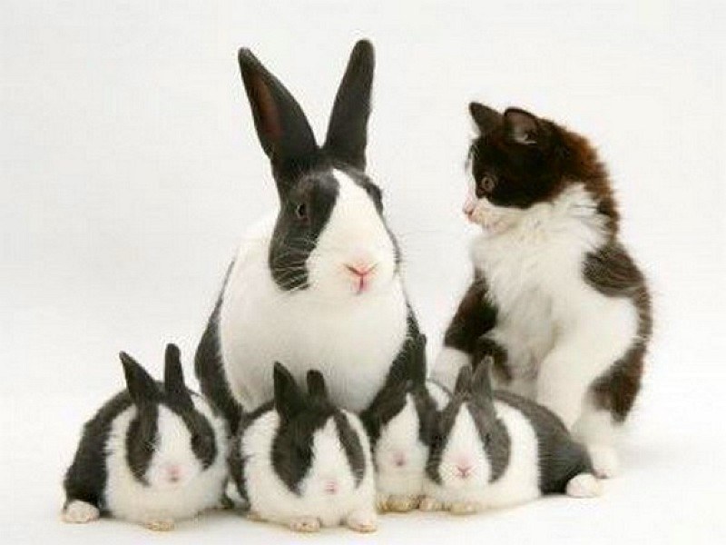 rabbits and kitten together