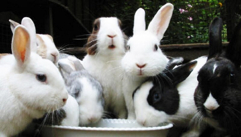 Rabbits Eating from Bowl
