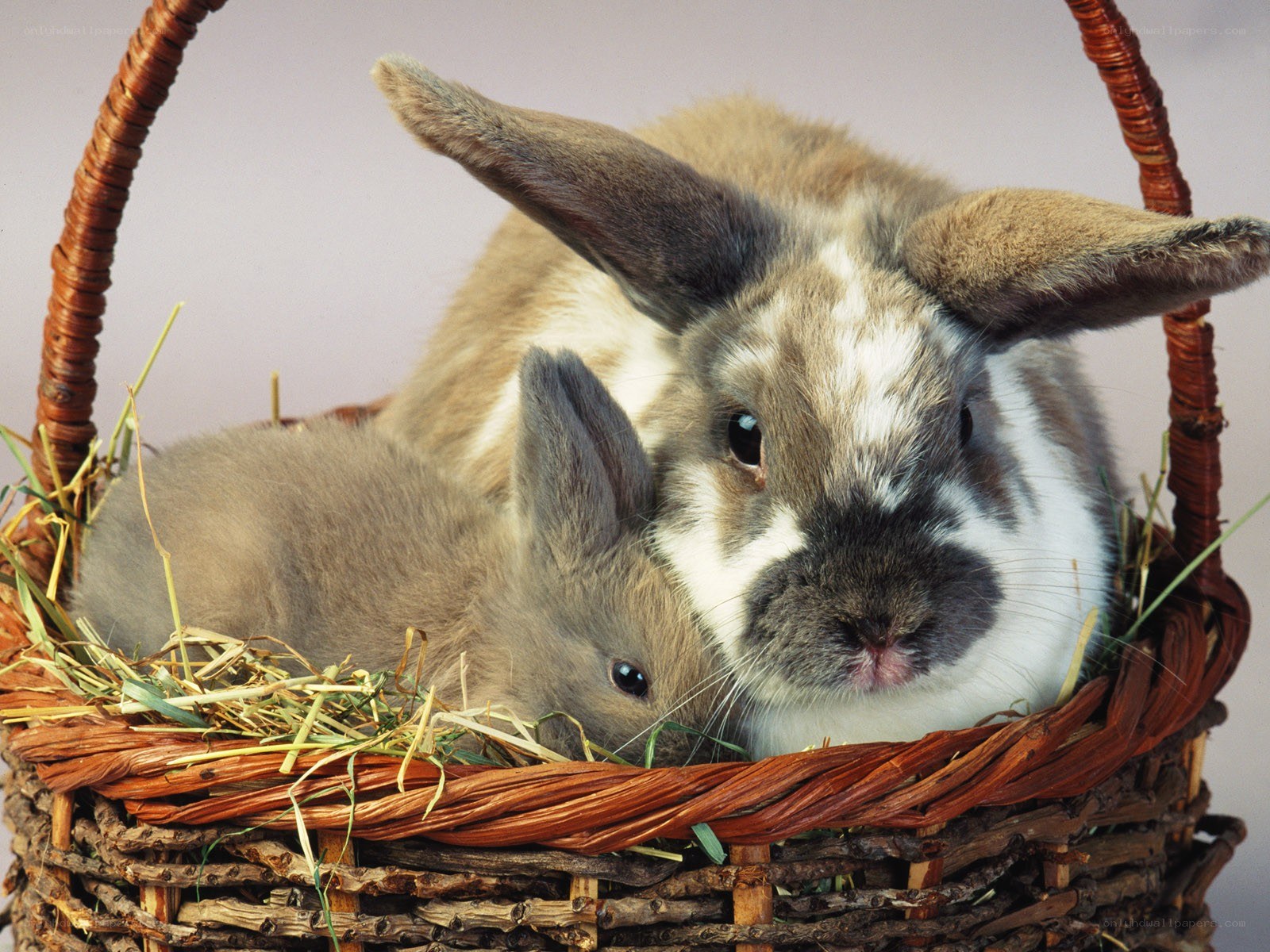 Rabbits in a basket
