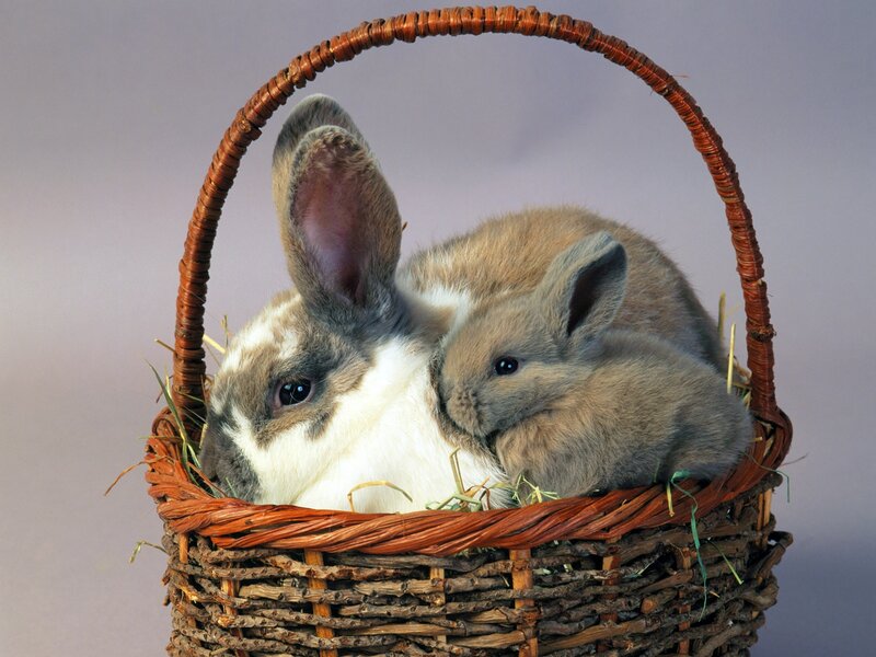 Rabbits in a basket