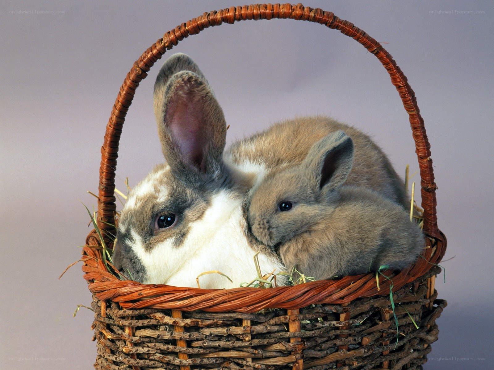 Rabbits in a basket