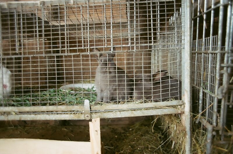 Rabbits in a Cage