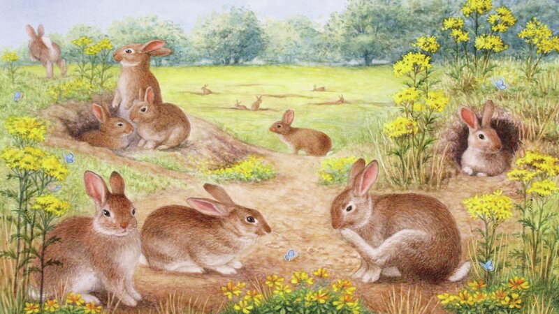 Rabbits in a Field