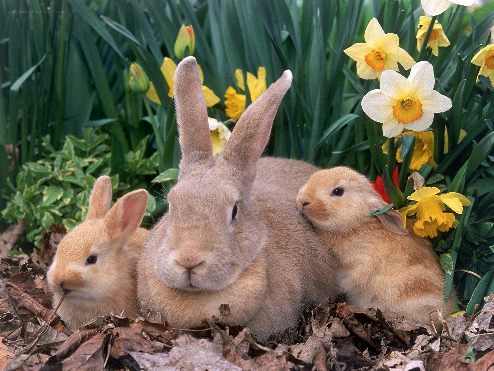 Rabbits in a garden with daffodils