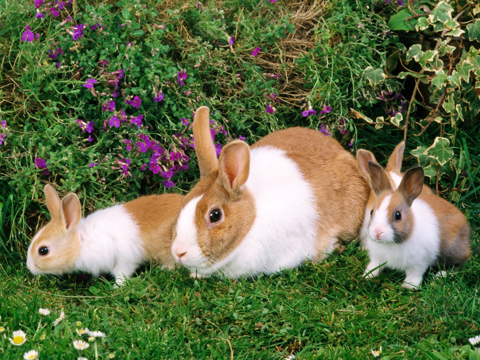 Rabbits in a garden