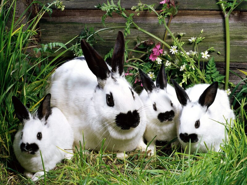 rabbits in garden