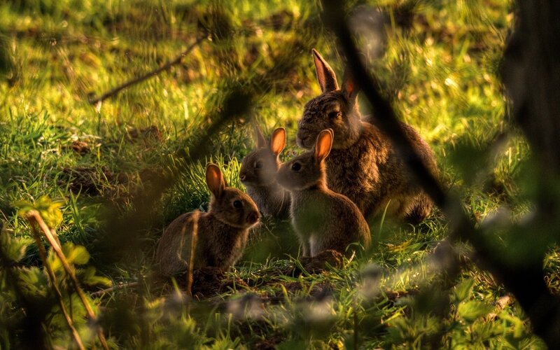 Rabbits in Grass
