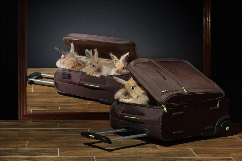 Rabbits in Suitcases