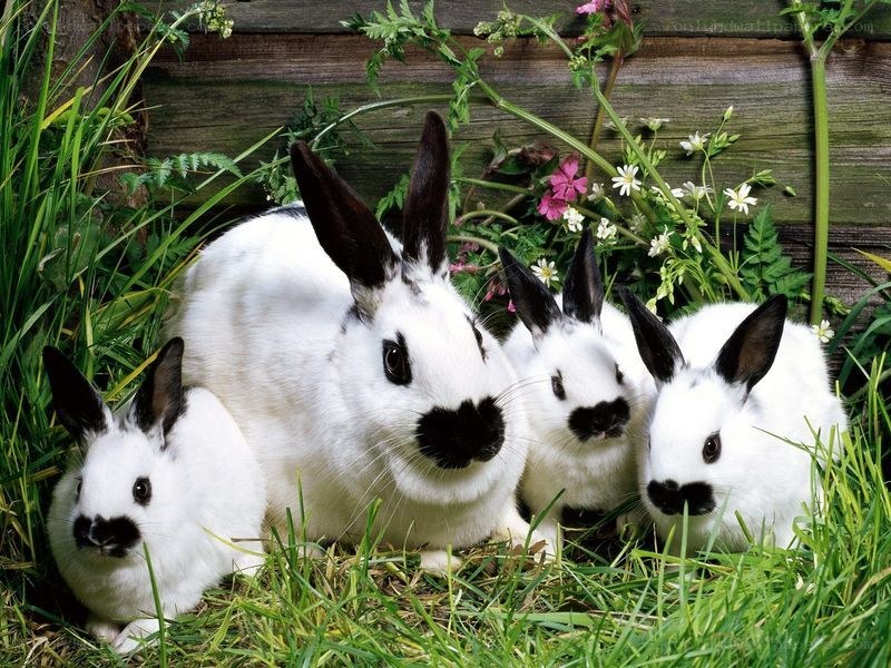 rabbits in the garden