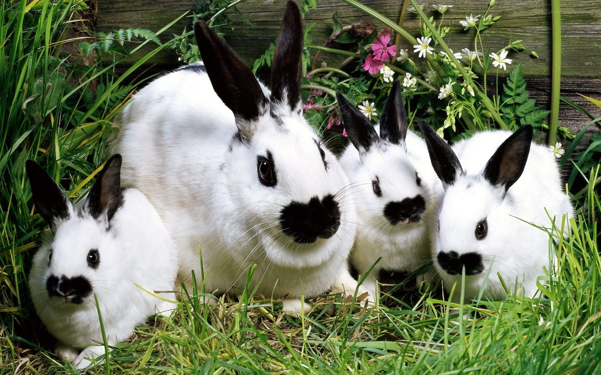 rabbits in the grass