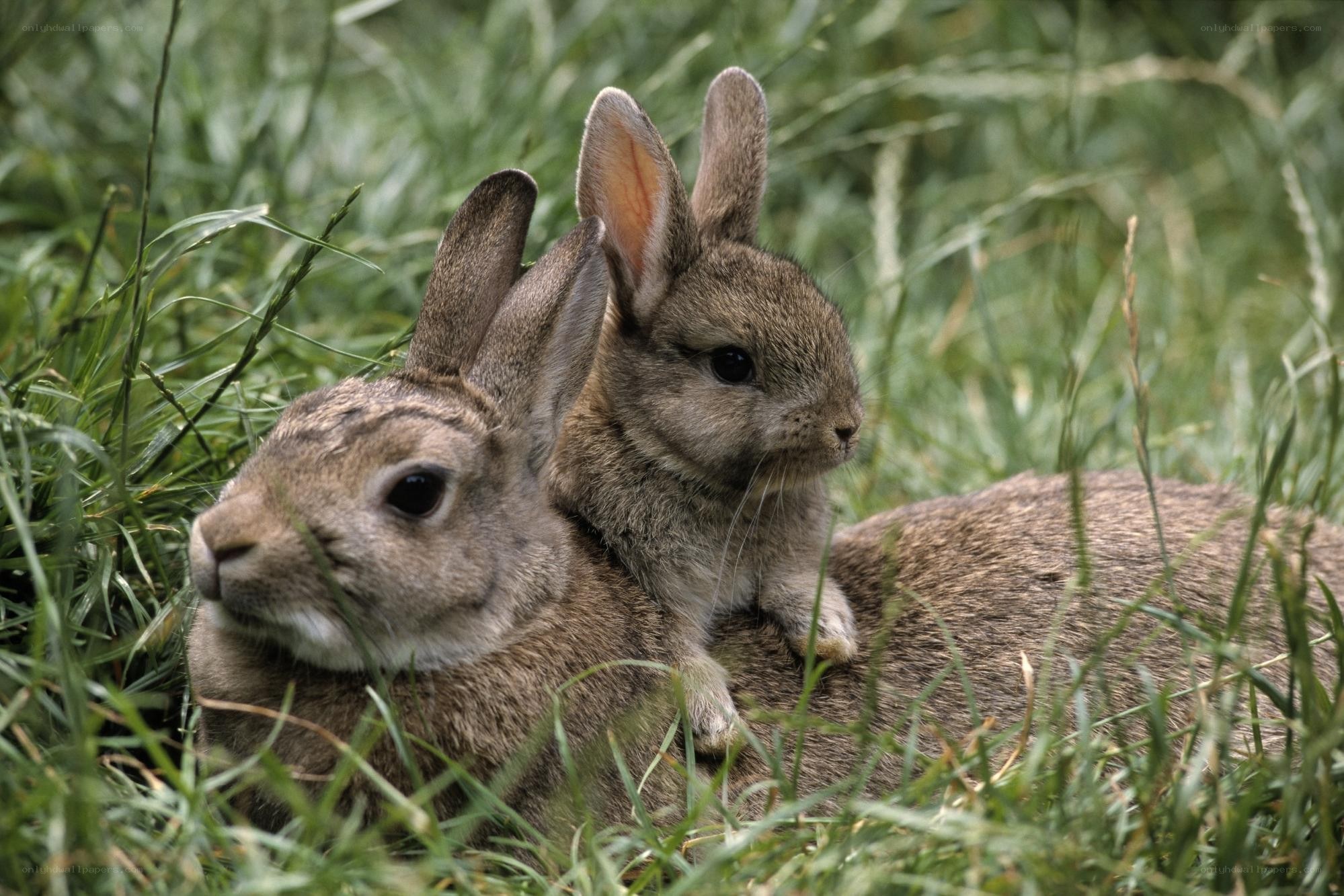 Rabbits in the grass
