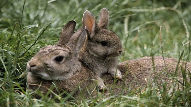 Rabbits in the grass
