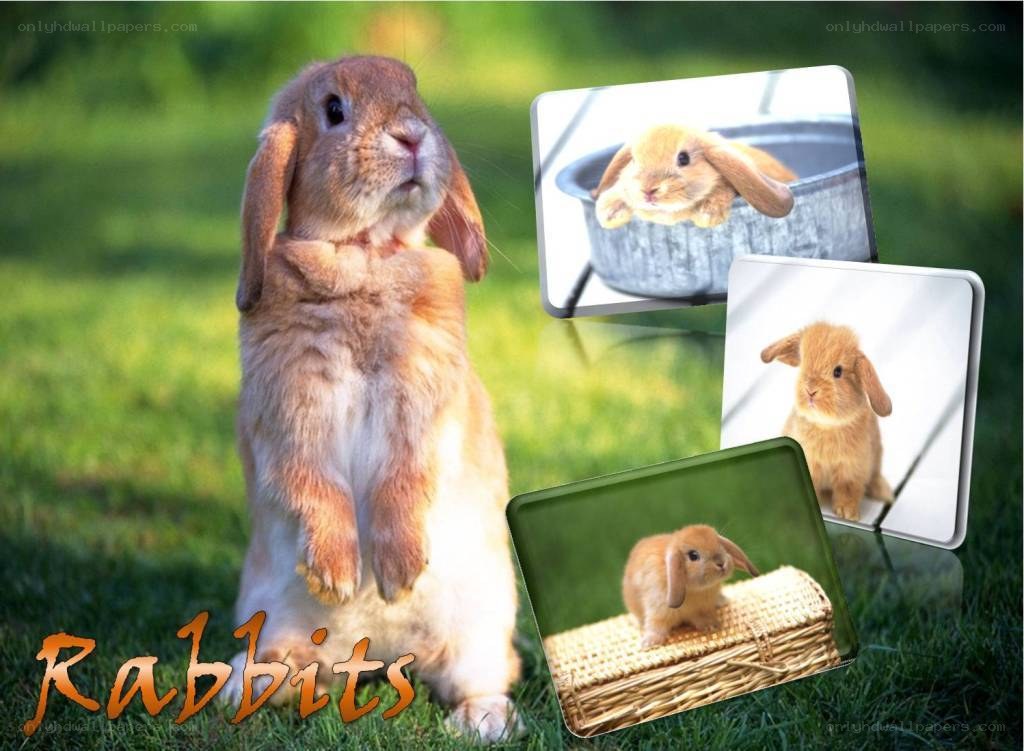 Rabbits in various poses