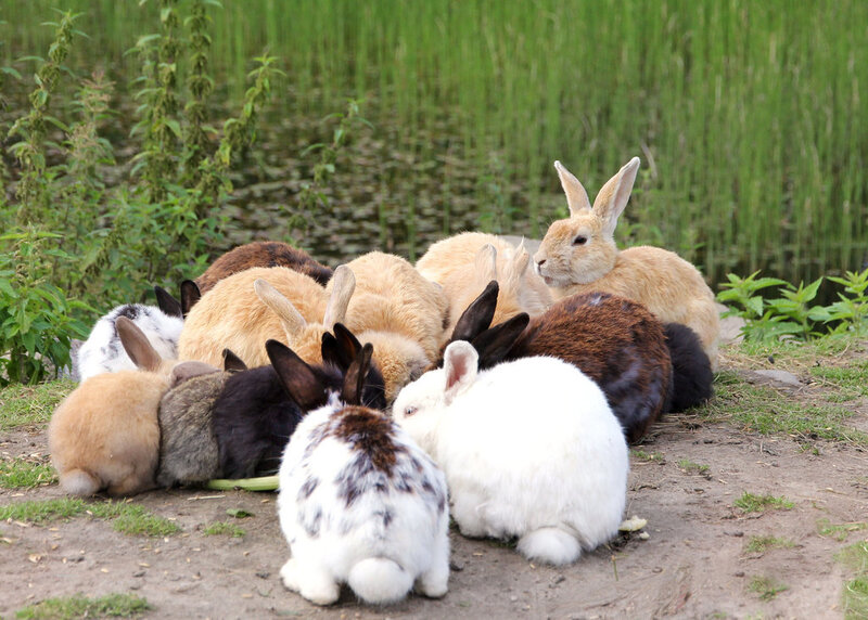 Rabbits Near Pond