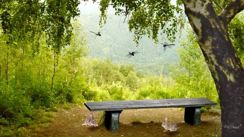Rabbits on a Bench