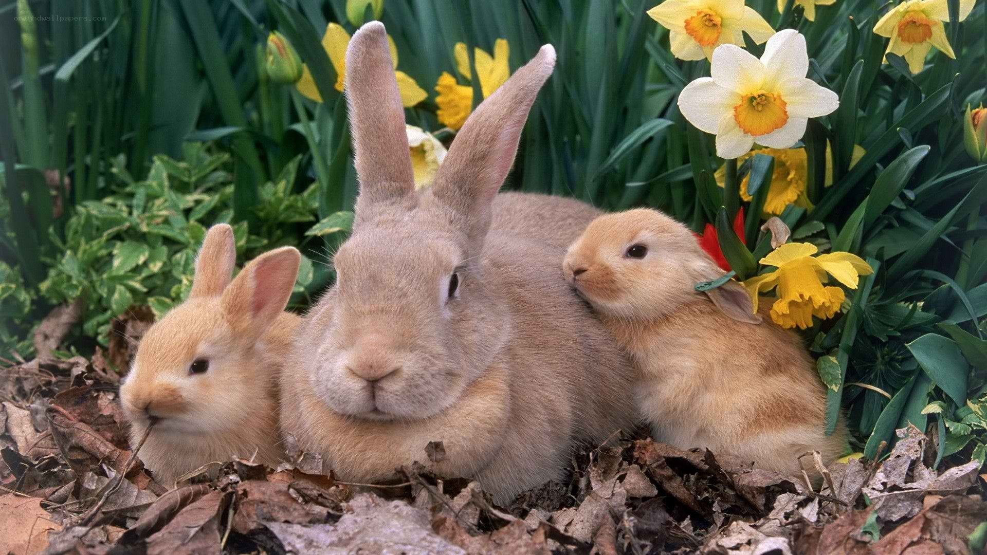 Rabbits with daffodils