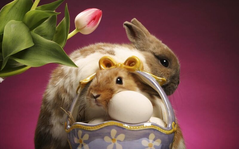 Rabbits with Easter basket