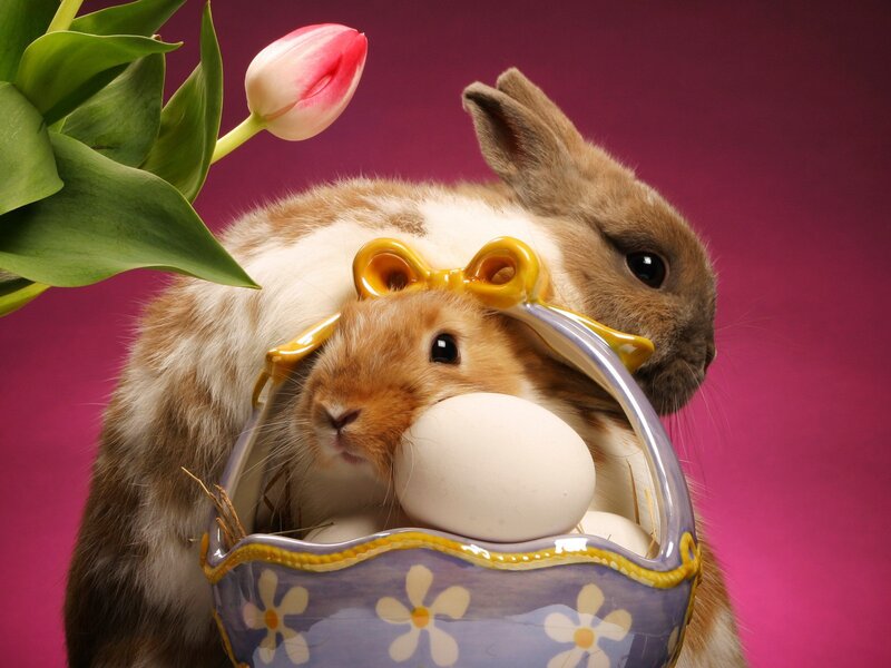 Rabbits with Easter basket