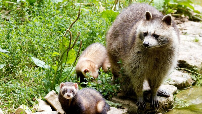Raccoon and Ferrets