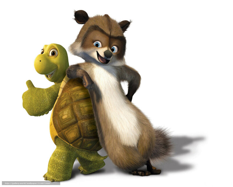 Raccoon and Turtle