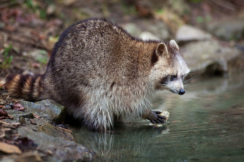 Raccoon at Water's Edge