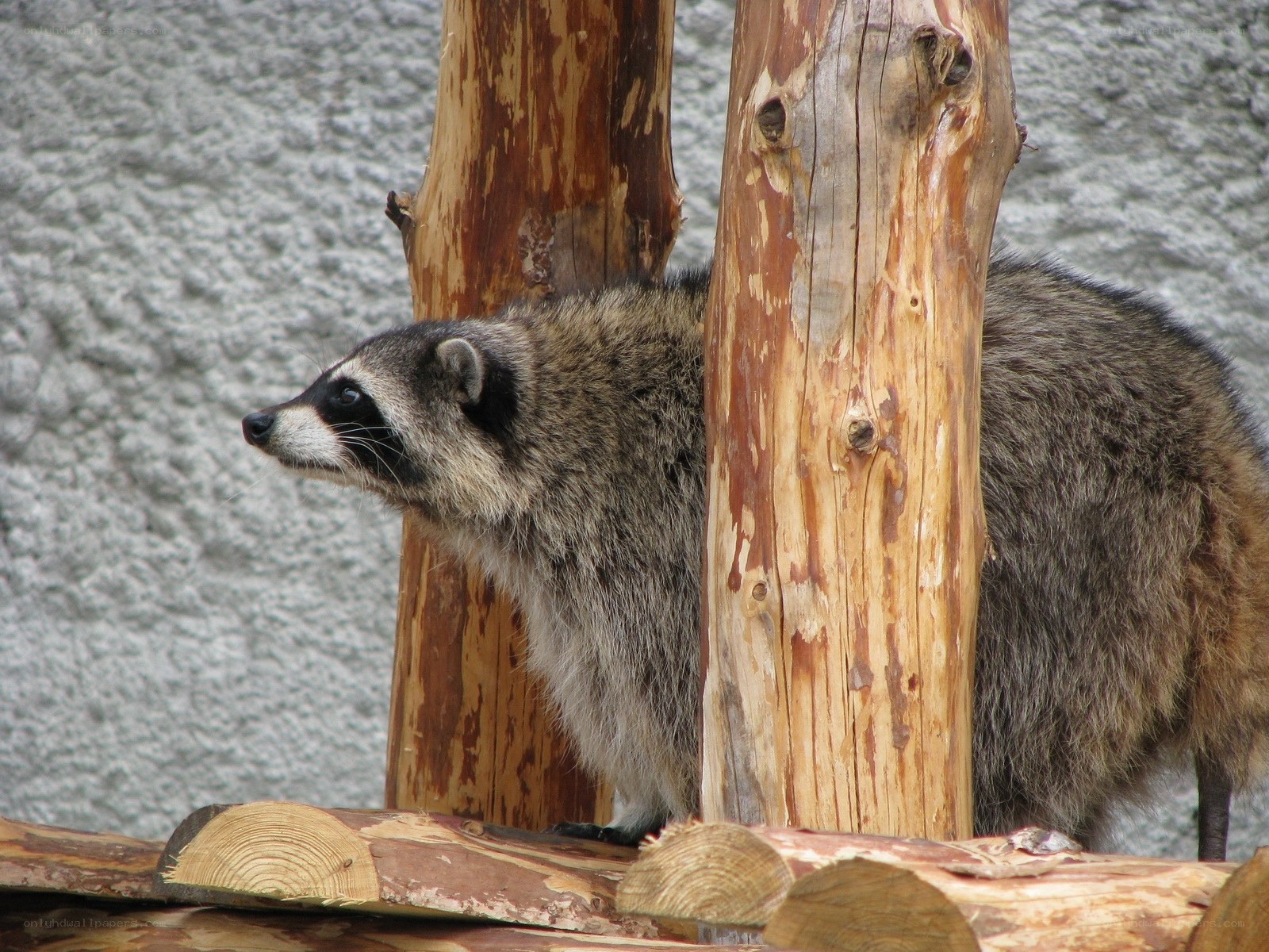 raccoon behind wooden posts