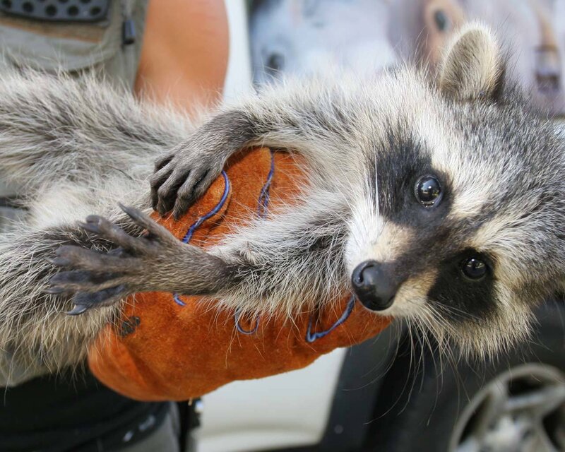 Raccoon being held by a person