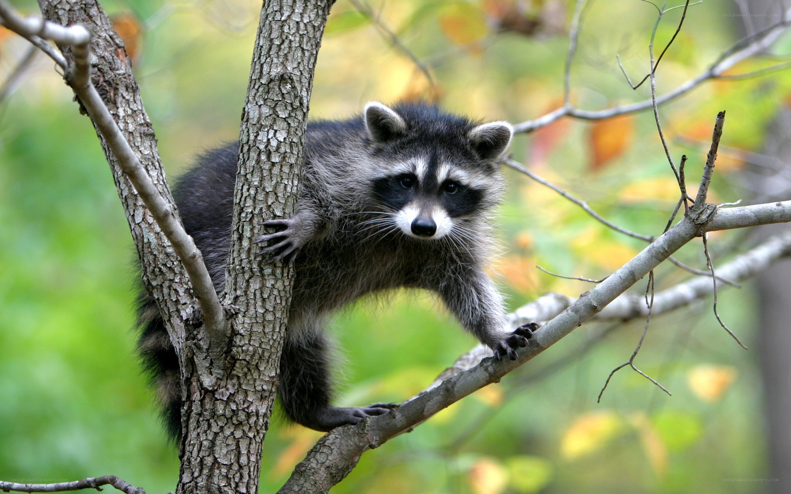 Raccoon climbing a tree