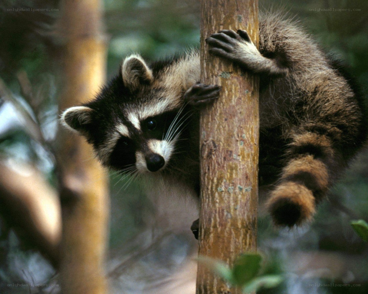 Raccoon climbing a tree