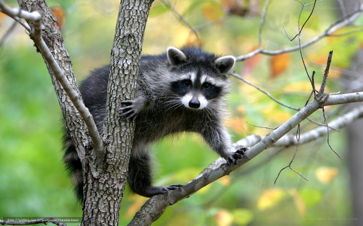 Raccoon climbing a tree