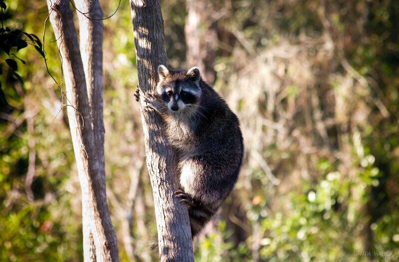 Raccoon Climbing Tree — Brown, Natural, Afternoon