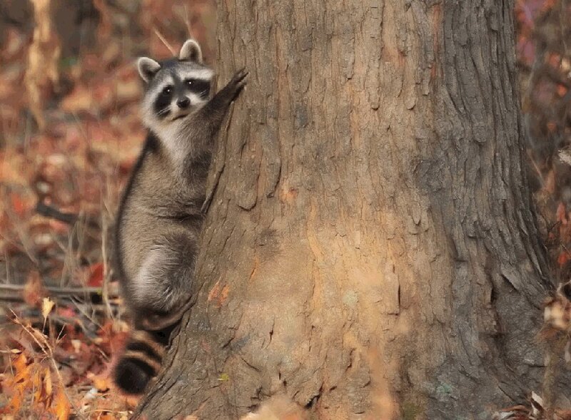 Raccoon Climbing Tree — Brown, Natural