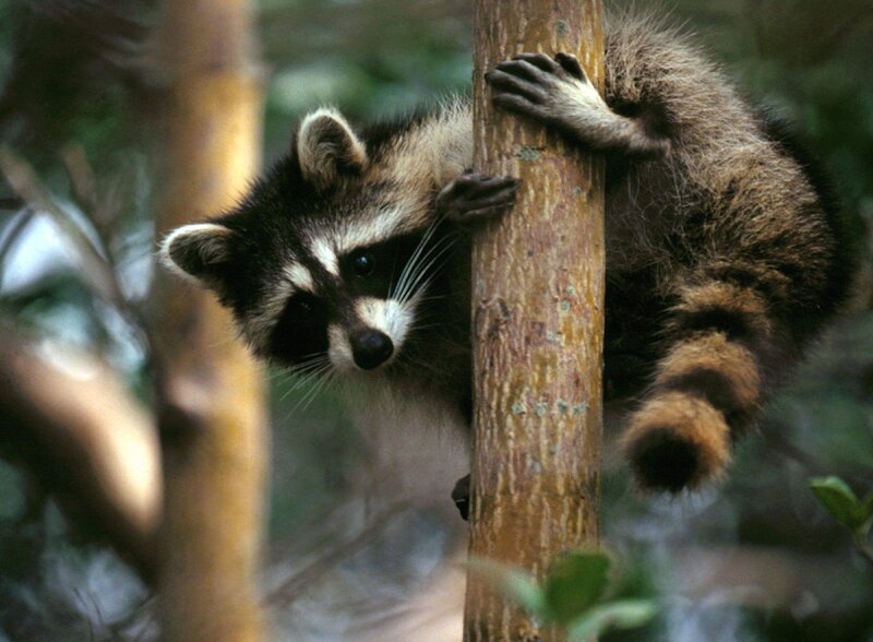 Raccoon Climbing Tree — Brown