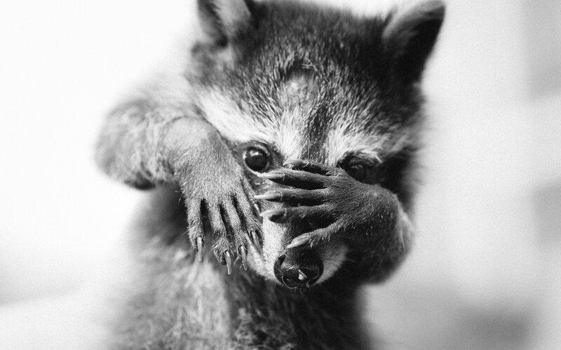 Raccoon Covering Eyes