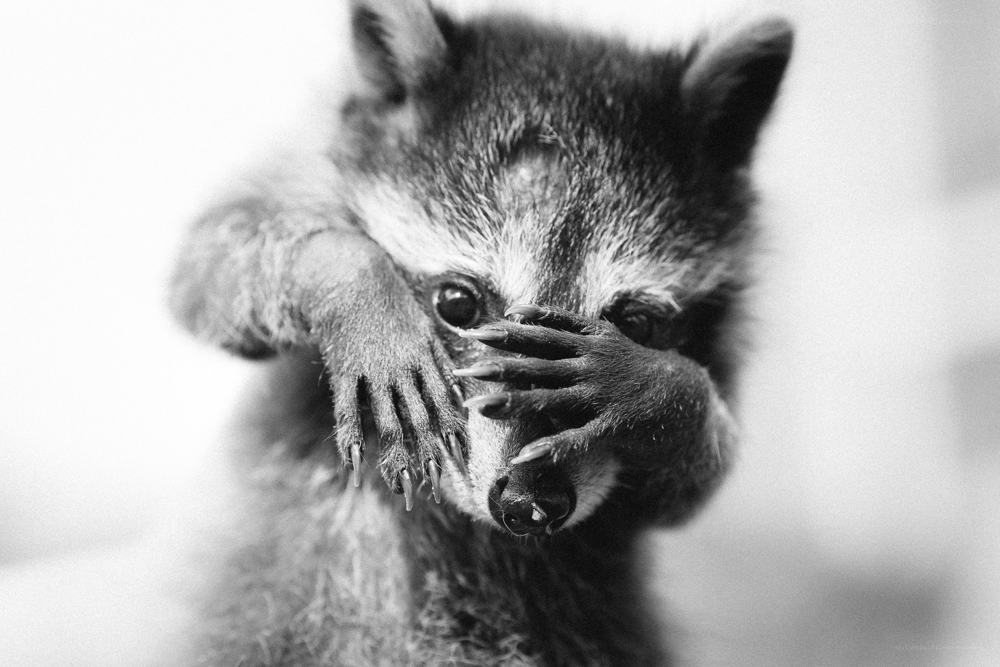 raccoon covering its face