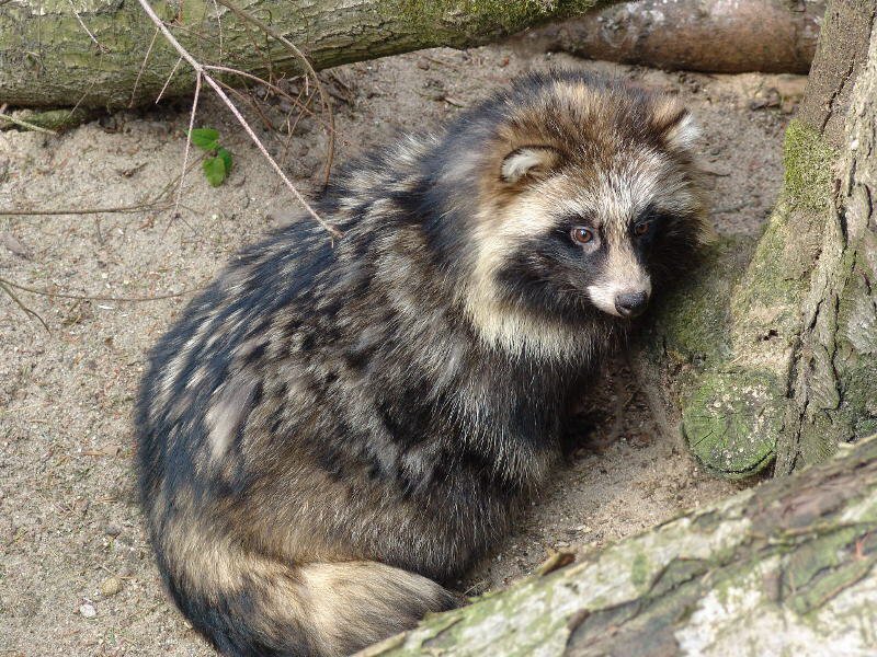 Raccoon Dog in Enclosure