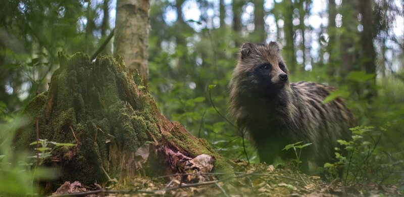 Raccoon Dog in Forest — Green