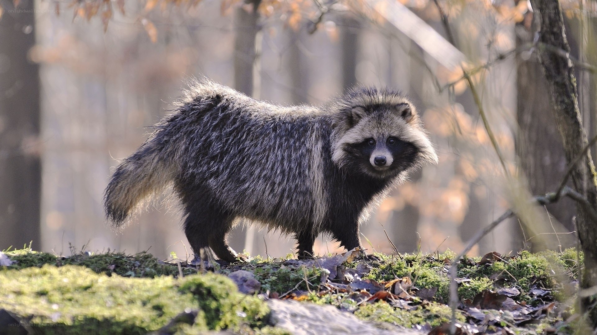 Raccoon dog in forest