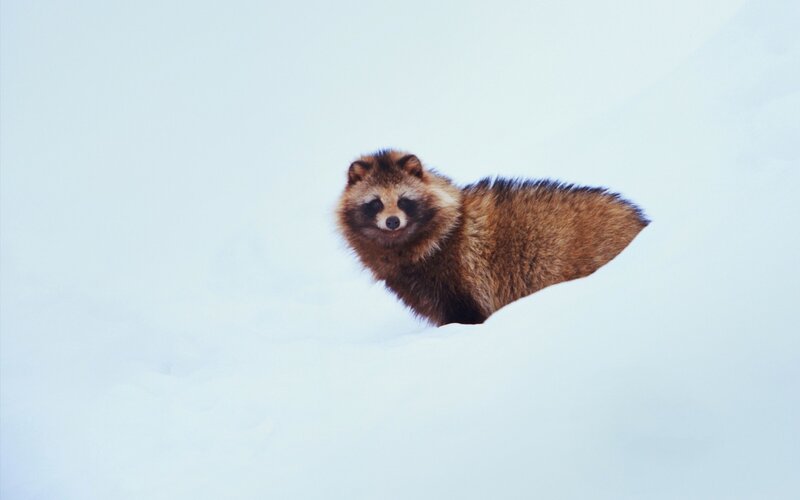 raccoon dog in snow