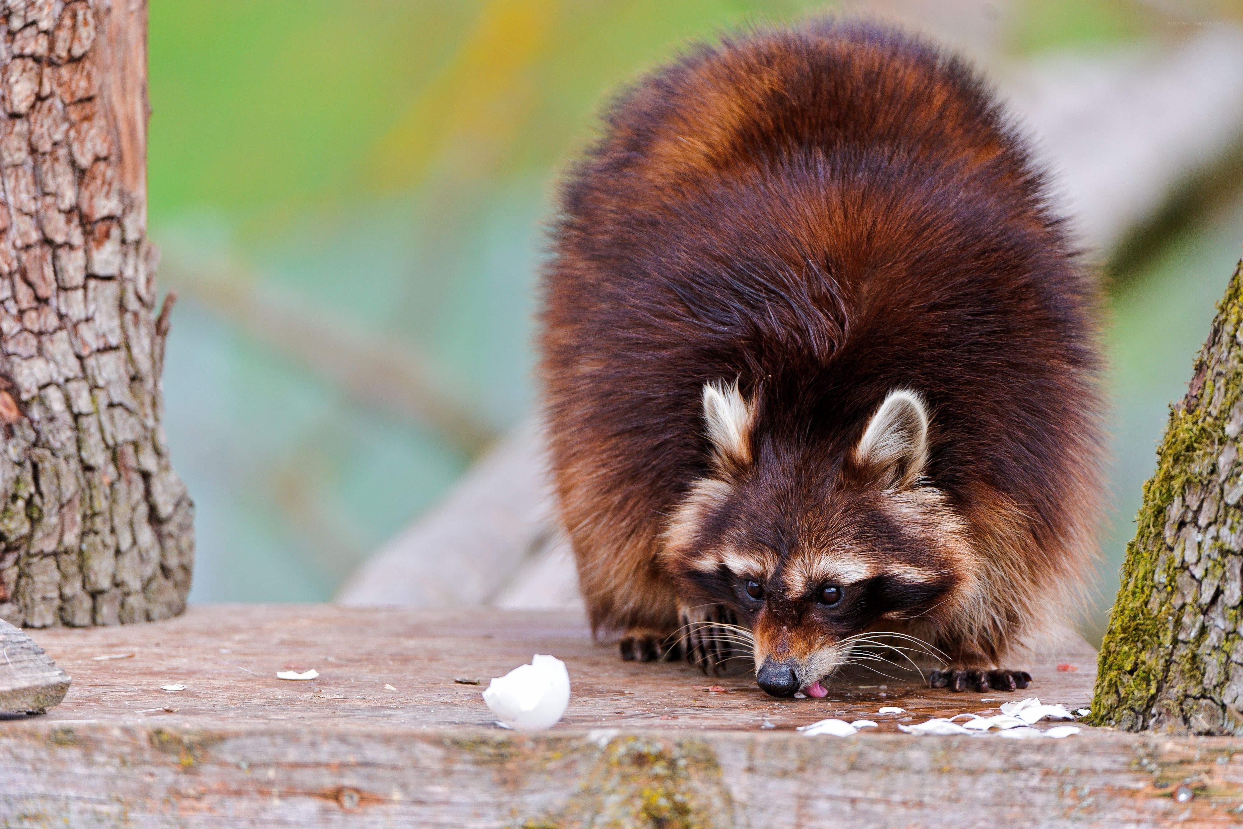 Raccoon eating an egg